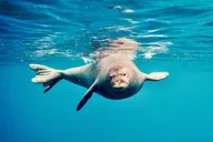 Oahu Dolphin Watching and Turtle Snorkeling thumbnail 6