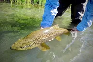 Truckee River Fly Fishing Experience thumbnail 2