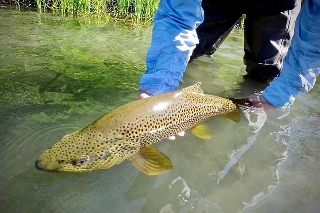 Truckee River Fly Fishing Experience - Image 2
