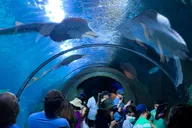 Denver Aquarium All-Day Pass thumbnail 4