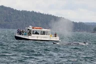 Orcas Island Whale Watching Tour thumbnail 4