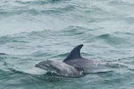 Pensacola Dolphin and Scenic Tour thumbnail 3