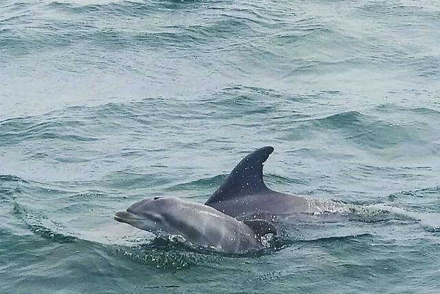 Pensacola Dolphin and Scenic Tour - Image 3