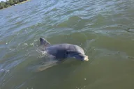Hilton Head Dolphin and Donut Cruise 90 min thumbnail 5