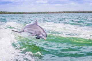 Marco Island Dolphin Sightseeing Tour