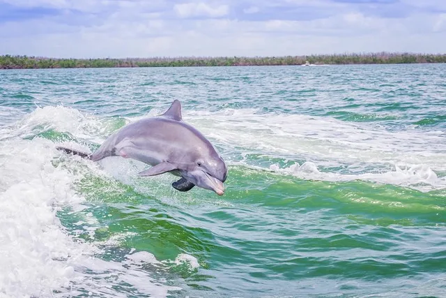 Marco Island Dolphin Sightseeing Tour - Image 1