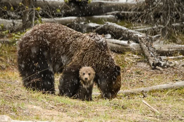 Yellowstone Wildlife and Waterfalls Tour - Image 4