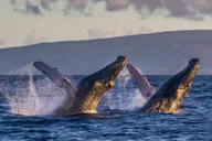 Maui Whale Watching Tour from Ma'alaea Harbor thumbnail 4