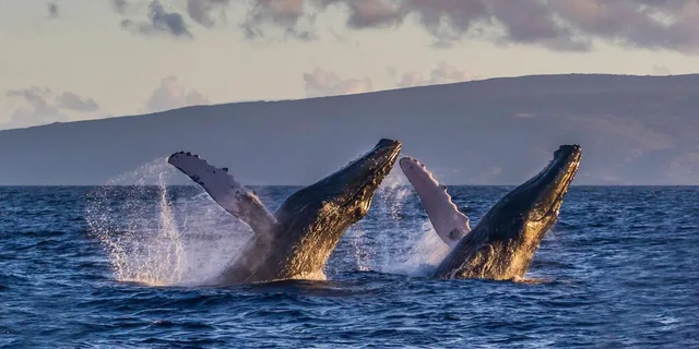 Maui Whale Watching Tour from Ma'alaea Harbor - Image 4