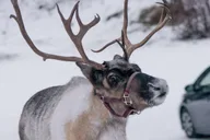 Fairbanks Reindeer Walk with Transportation 4 hr thumbnail 1
