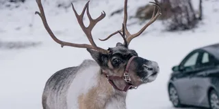 Fairbanks Reindeer Walk with Transportation 4 hr