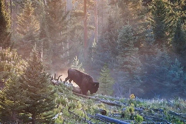 Yellowstone Fairy Falls Day Hike - Image 4