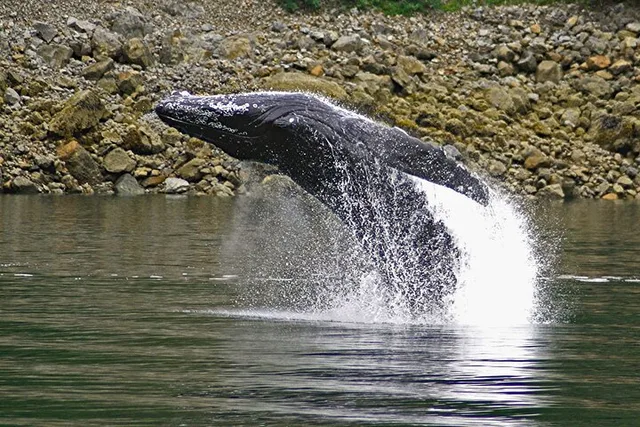 Juneau Whale Watch and Crab Shack Combo - Image 3