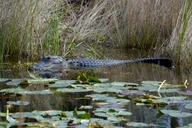 Miami Everglades Airboat Tour thumbnail 3