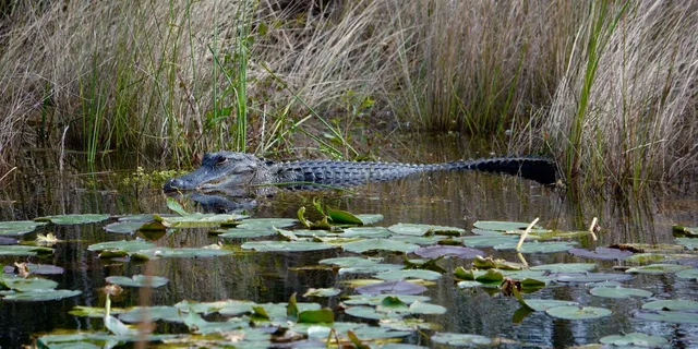 Miami Everglades Airboat Tour - Image 3