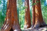 San Francisco Monterey & Yosemite Tour 2-Day thumbnail 5