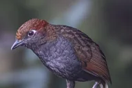 Ecuador Birding Photo Tour Andes to Amazon 10 Days thumbnail 6