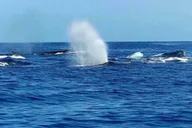 Maui Whale Watching Tour 1.5 Hours thumbnail 2