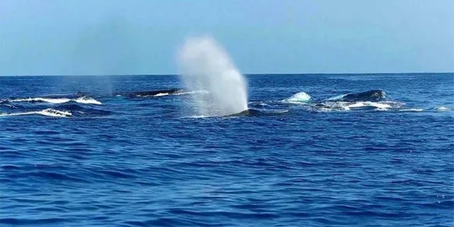 Maui Whale Watching Tour 1.5 Hours - Image 2