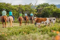 Kahuku Horseback Ride in Hawaiian Countryside 90 Min thumbnail 3
