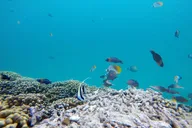 Kaneohe Sandbar Snorkeling Tour thumbnail 6