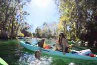 Crystal River Kayak and Paddleboard Rental thumbnail 6