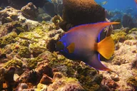 Key West Snorkel Adventure thumbnail 6