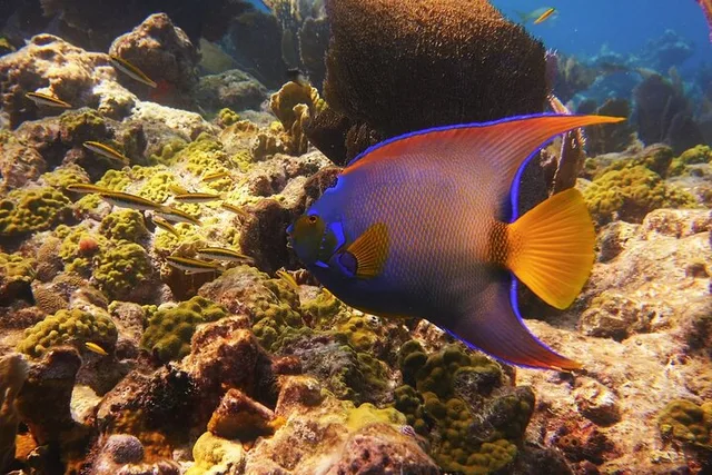Key West Snorkel Adventure - Image 6