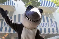 Key West Aquarium Tour thumbnail 3