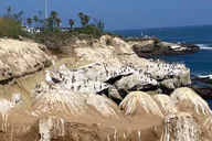 San Diego Scavenger Hunt at La Jolla Cove thumbnail 4