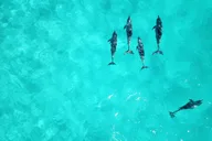 Miami Key West Dolphin Watch Tour thumbnail 5