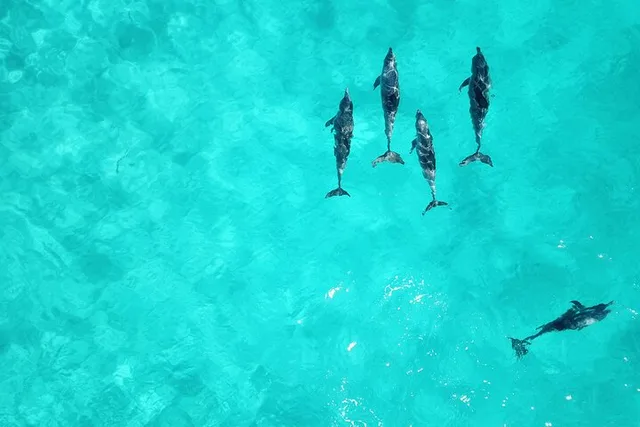 Miami Key West Dolphin Watch Tour - Image 5