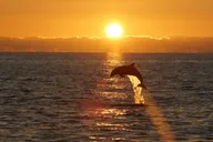 Sandestin Eco-Dolphin Cruise at Sunset thumbnail 4