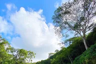 Kauai Kayak and Hike to Secret Falls thumbnail 5