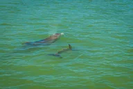 Marco Island Dolphin Sightseeing Tour thumbnail 5