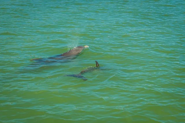 Marco Island Dolphin Sightseeing Tour - Image 5