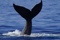 Kona Whale Watching Tour Midday 2 hr thumbnail 4