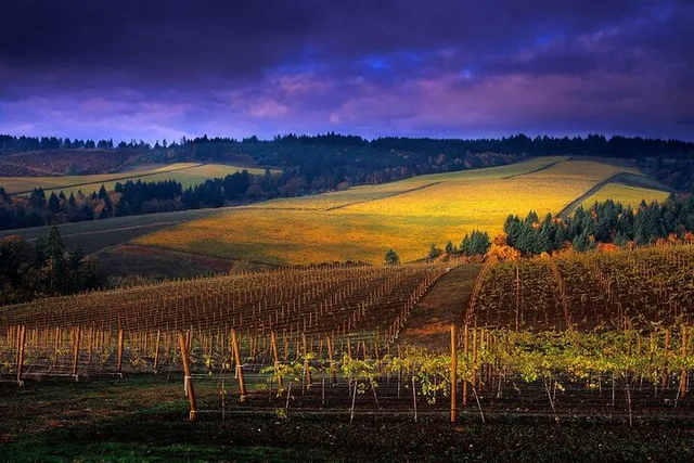 Portland Willamette Valley Wine Tour 7.5 hr - Image 2