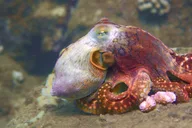 Koloa Shore Dive with Sea Turtles thumbnail 4