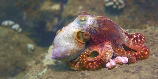 Koloa Shore Dive with Sea Turtles - Image 4