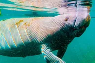 Silver Springs Paddle Board Adventure thumbnail 3