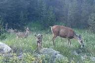 Rocky Mountain Bear Lake Corridor Tour thumbnail 6