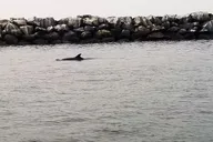 Marina del Rey Cruise thumbnail 6