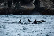 Seward Kenai Fjords National Park Tour thumbnail 6