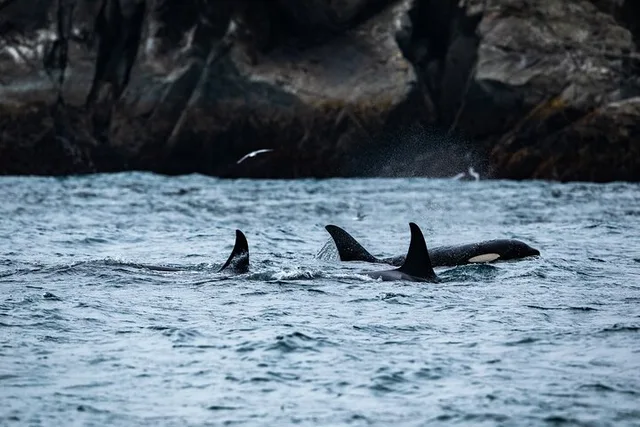 Seward Kenai Fjords National Park Tour - Image 6