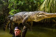 Miami Everglades Airboat Ride and Gator Encounter thumbnail 6