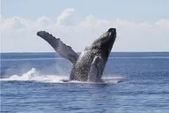 Honolulu Whale Watching Cruise thumbnail 2