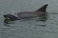 Hilton Head Island Dolphin and Nature Tour thumbnail 5