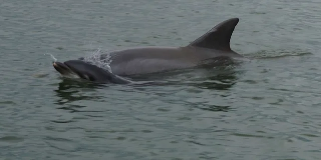 Hilton Head Island Dolphin and Nature Tour - Image 5