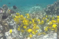 Kailua-Kona Kealakekua Bay Snorkel and Sail 4 hr thumbnail 5